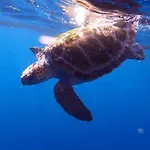 Sunny Ocean View