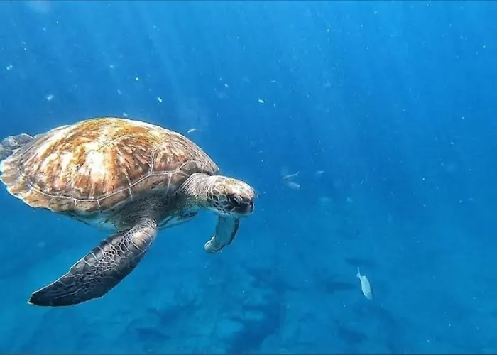 Sunny Ocean View Palm-mar