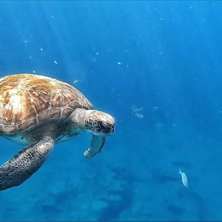 Sunny Ocean View Palm-mar