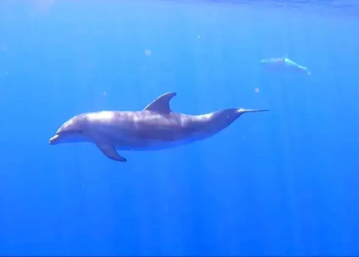 아파트 Sunny Ocean View